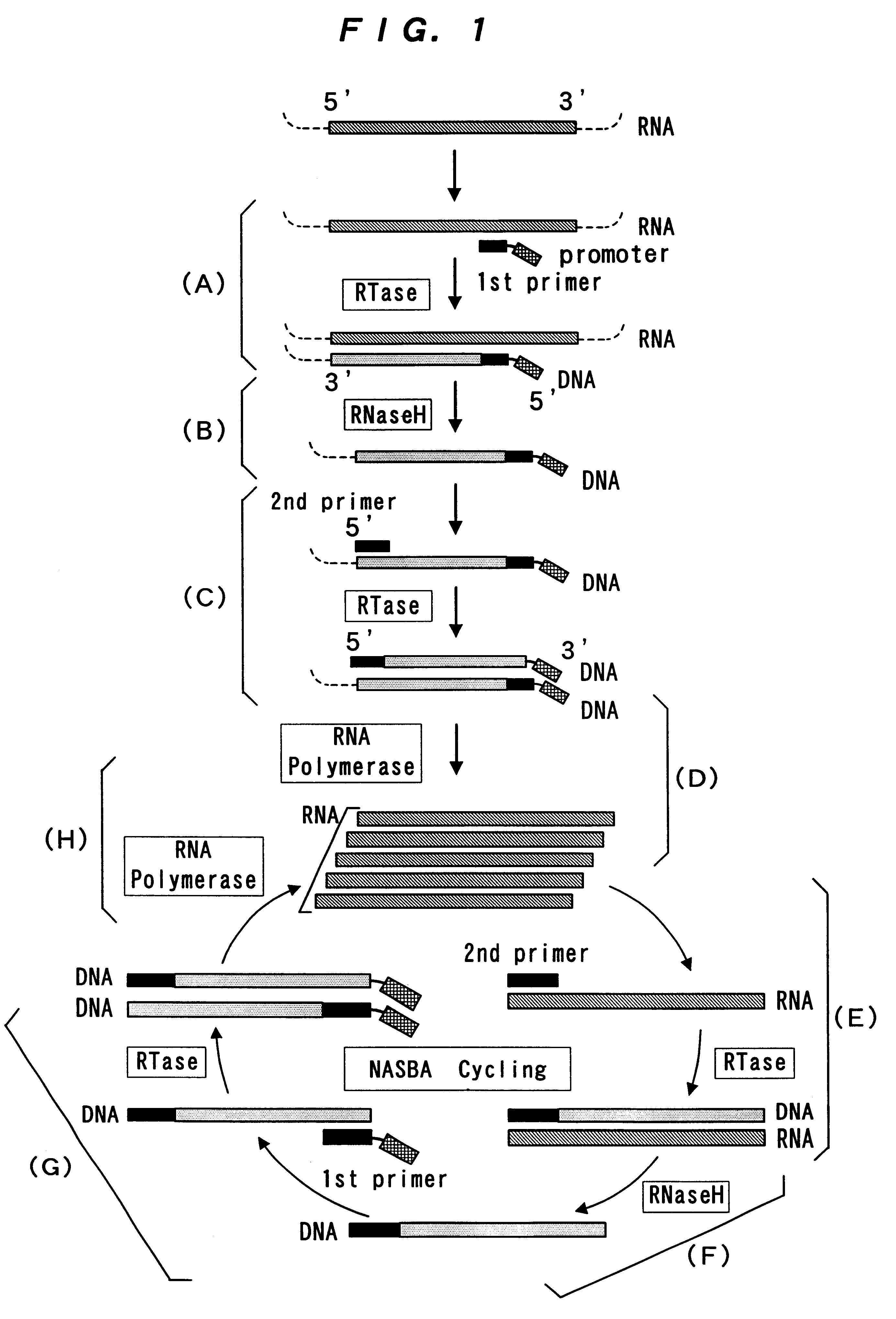 Reagent for nucleic acid amplification and process for nucleic acid amplification