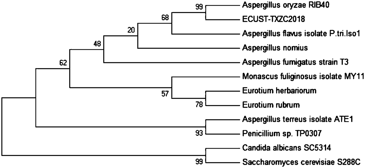 Aspergillus oryzae and application thereof