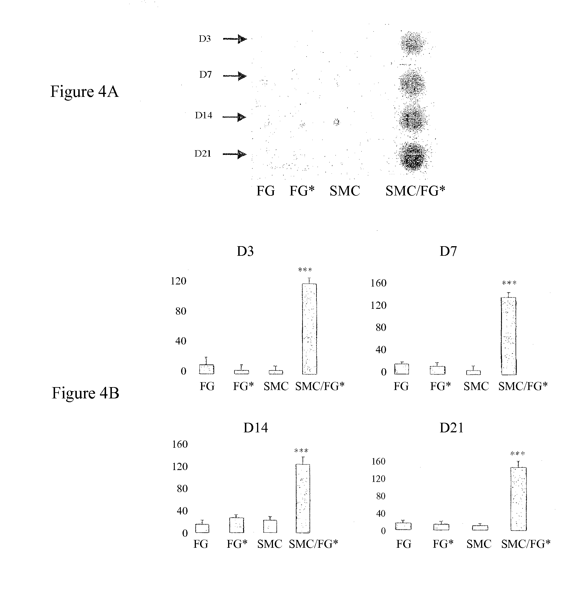 Use of gingival fibroblasts for vascular cell therapy