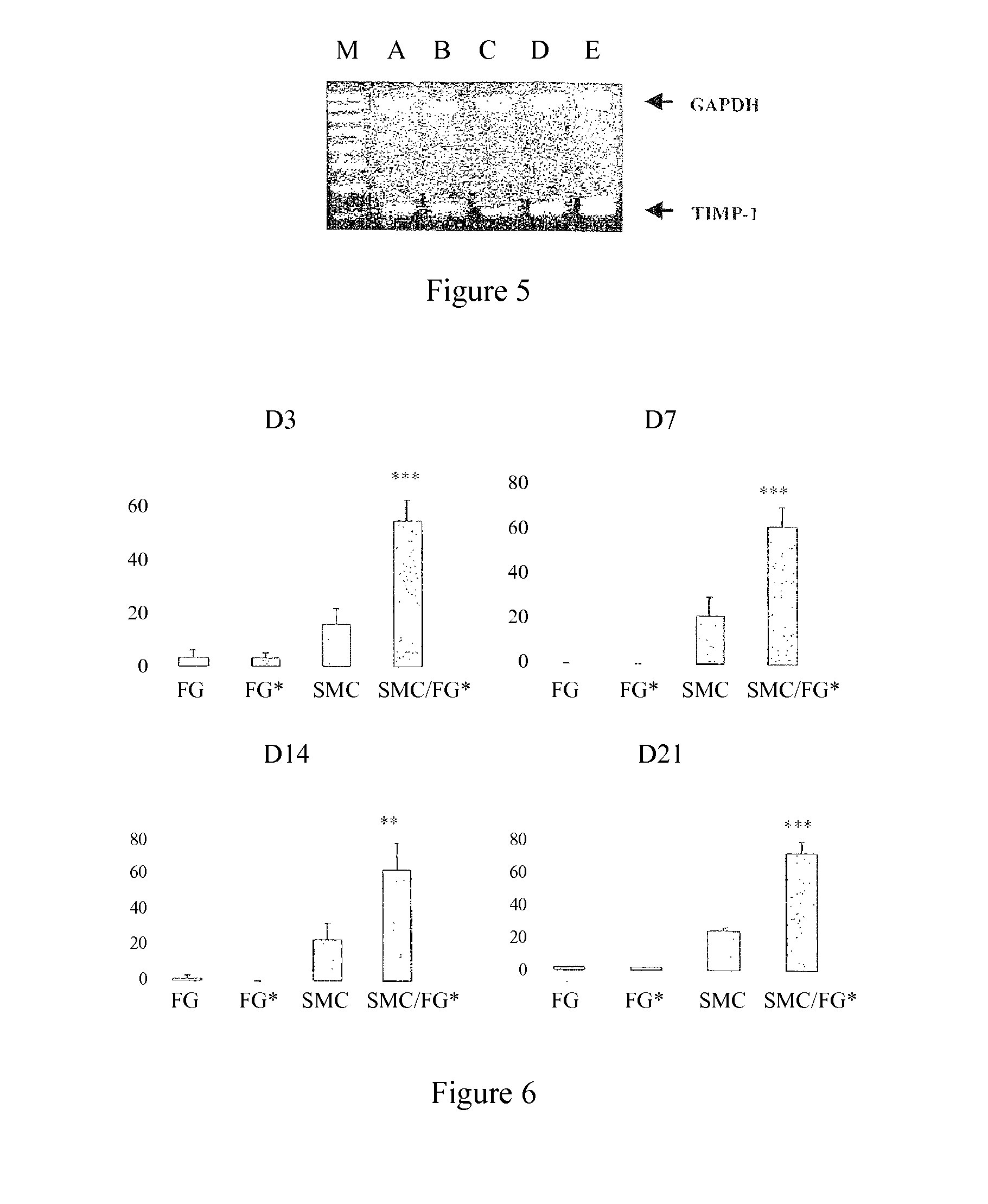 Use of gingival fibroblasts for vascular cell therapy