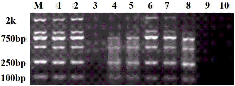 Free DNA preservation liquid and preparation method and application thereof