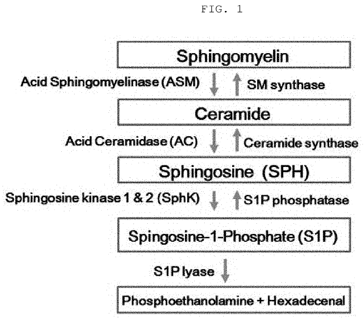 Amyotrophic Lateral Sclerosis Diagnostic Composition Using Acid ...