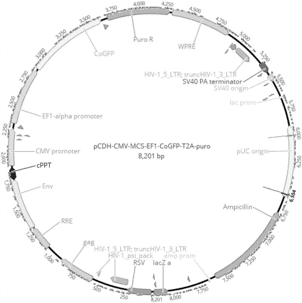 Targeted PD-L1 mosaic antigen receptor modified T lymphocyte as well as preparation method and application thereof