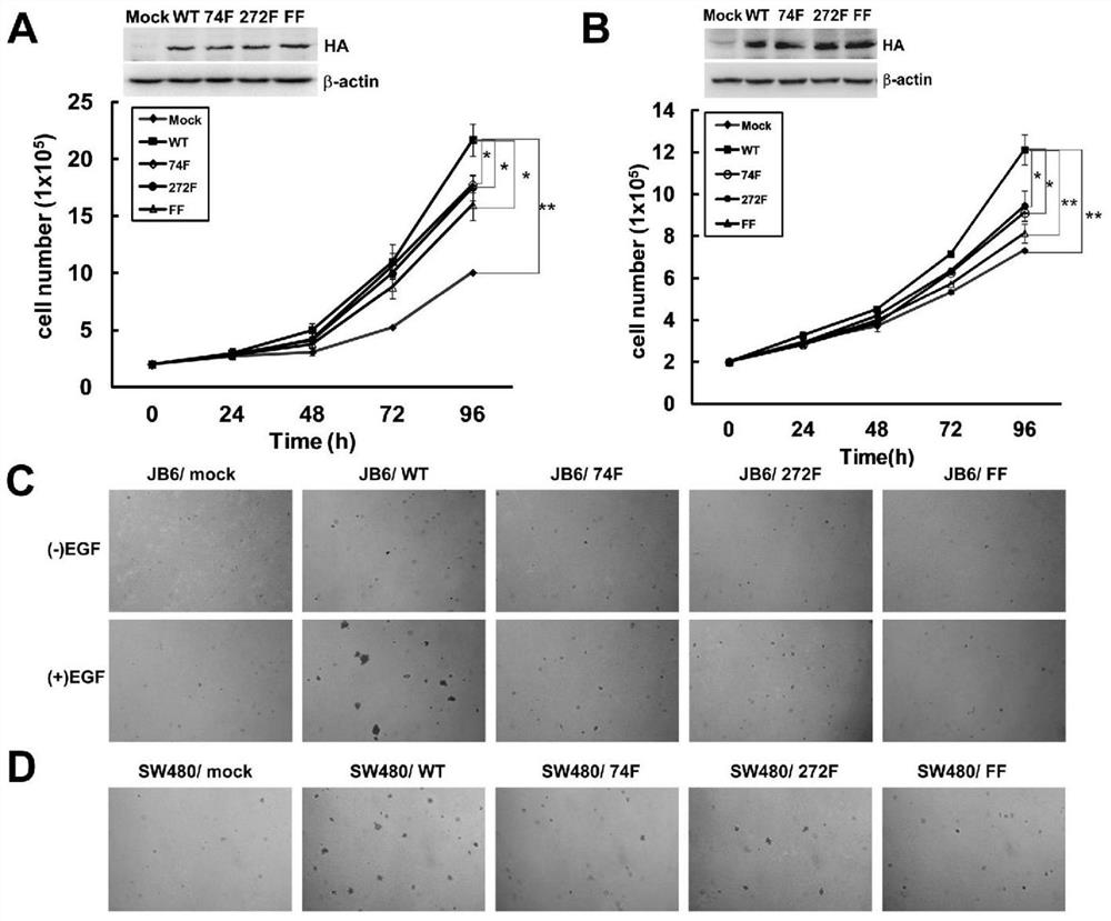 Antibody phosphorylated at the 74th tyrosine residue of TOPK and its preparation method and application