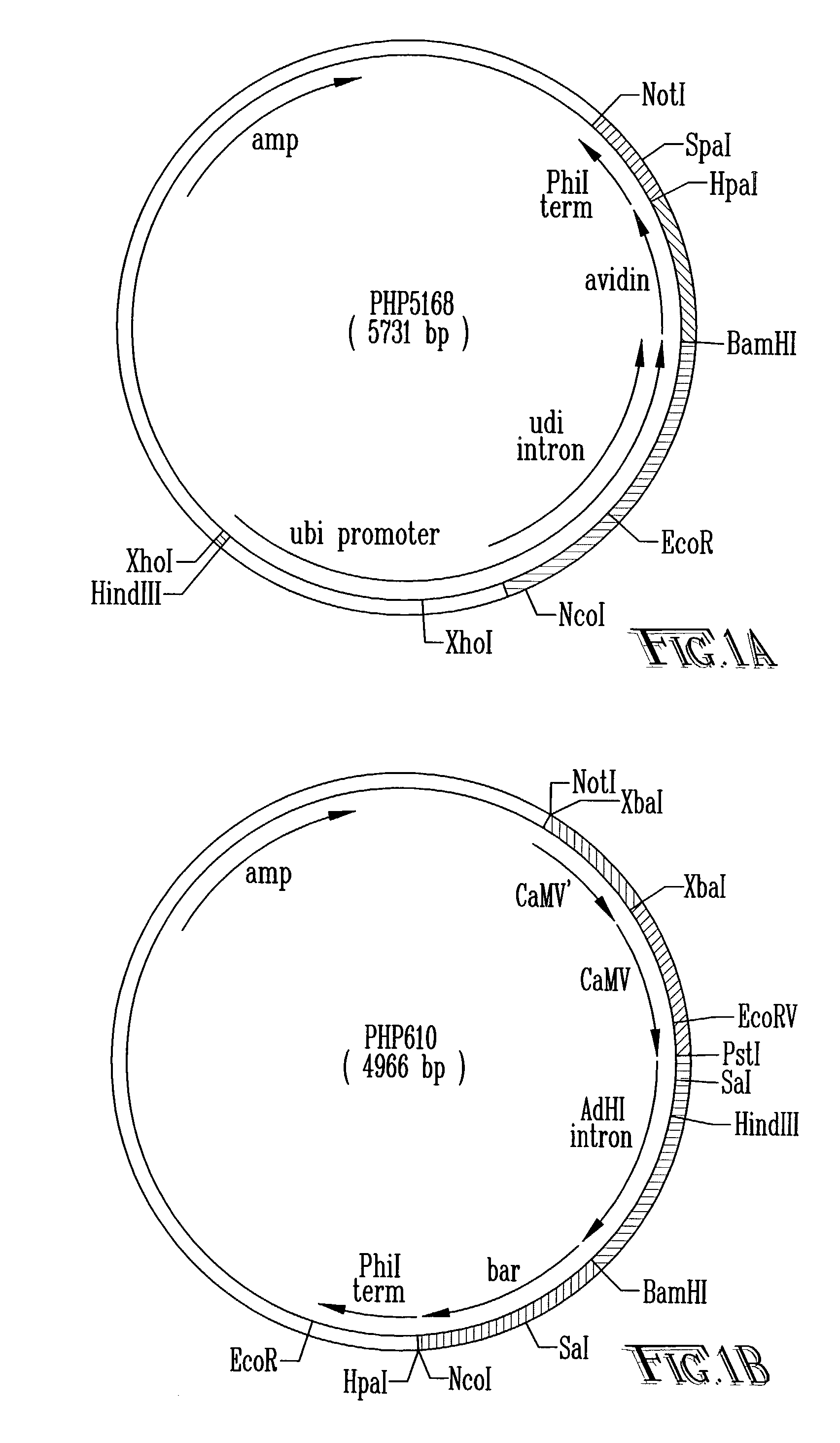 Methods of commercial production and extraction of protein from seed