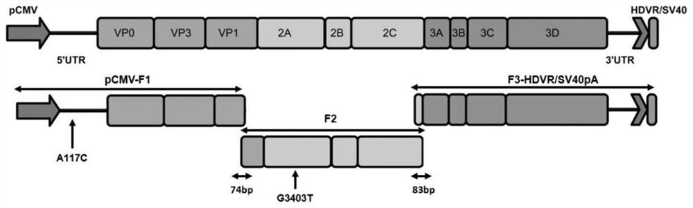 A type 3 duck hepatitis A virus mutant gene isa-a117c and its construction method