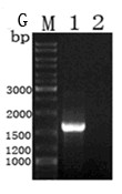 Lactobacillus plantarum nitrite reductase gene, and encoded protein and application of the same