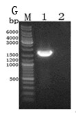 Lactobacillus plantarum nitrite reductase gene, and encoded protein and application of the same