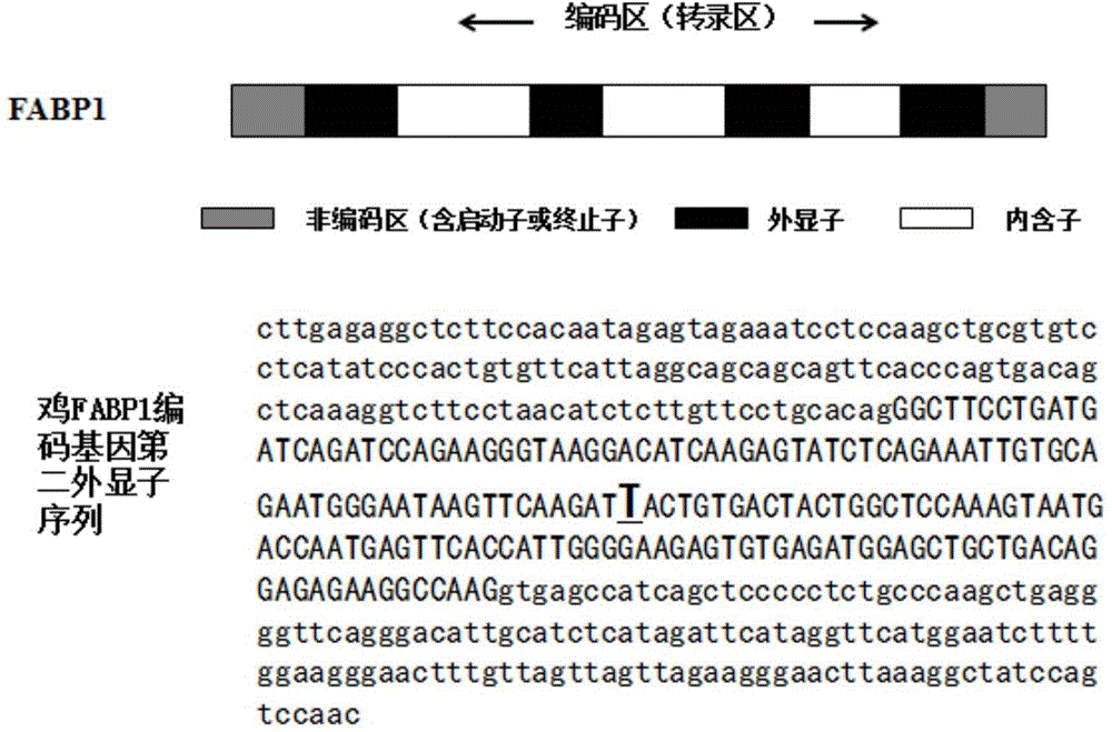 Chicken FABP1 gene molecular genetic marker related to chicken good production traits and application thereof