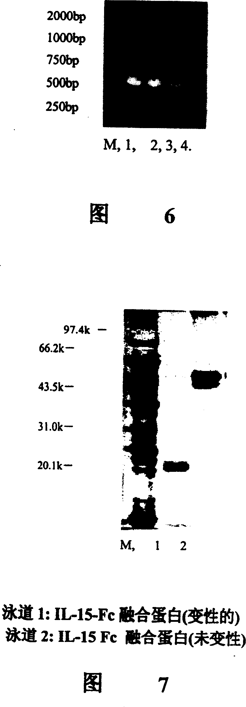 Interfusion protein of human interleukin 15 and Fe