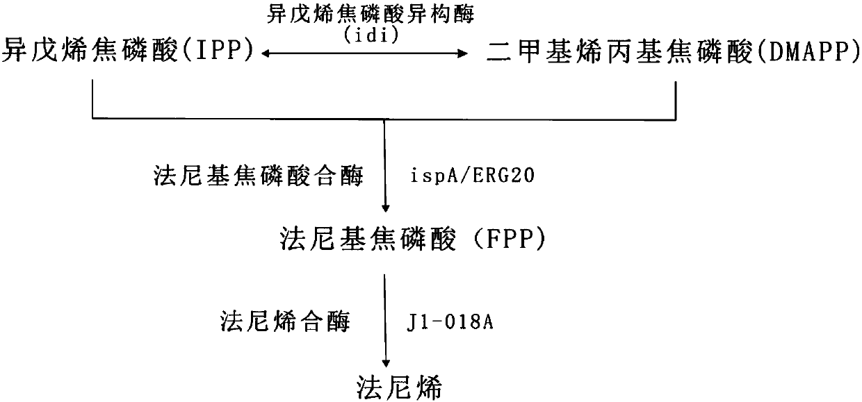 Microorganism and use thereof