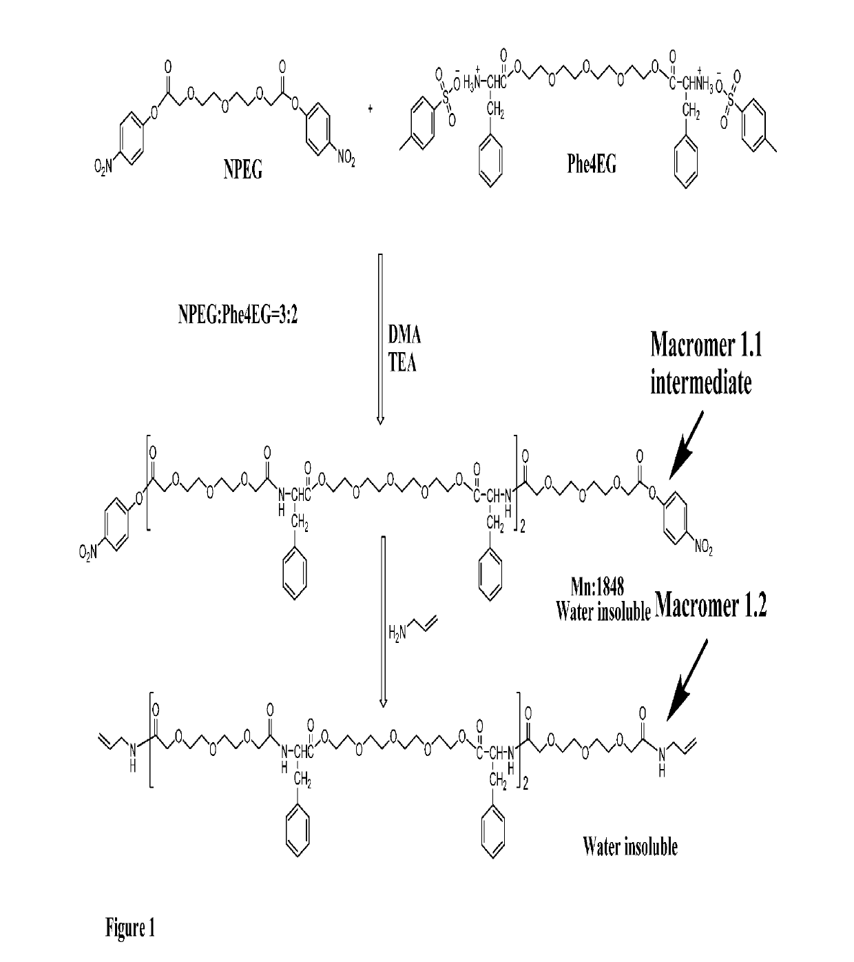 Poly(ester amide) macromers and polymers thereof