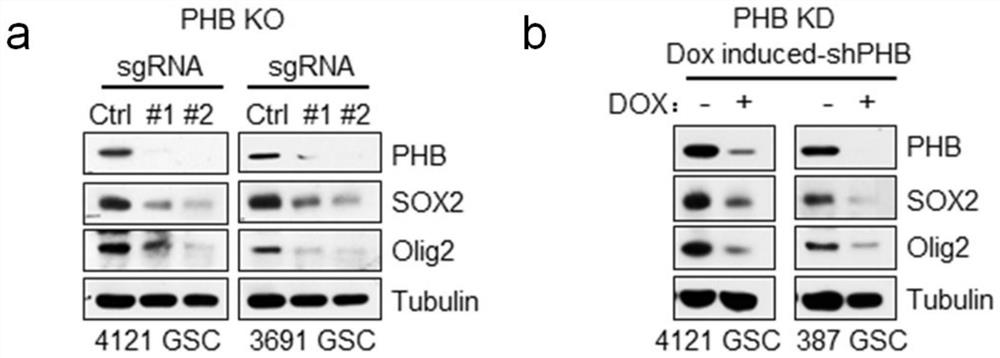 Application of substance for inhibiting PHB gene in glioma treatment