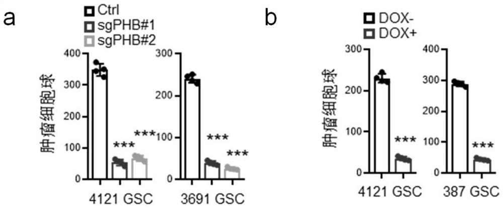 Application of substance for inhibiting PHB gene in glioma treatment