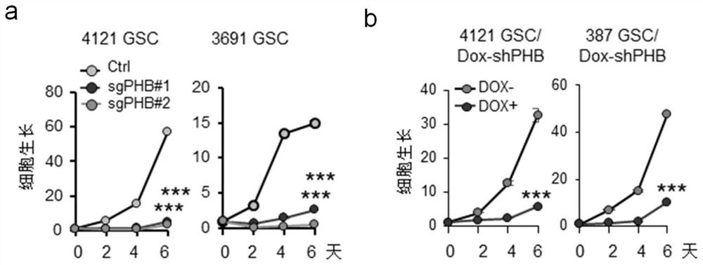 Application of substance for inhibiting PHB gene in glioma treatment