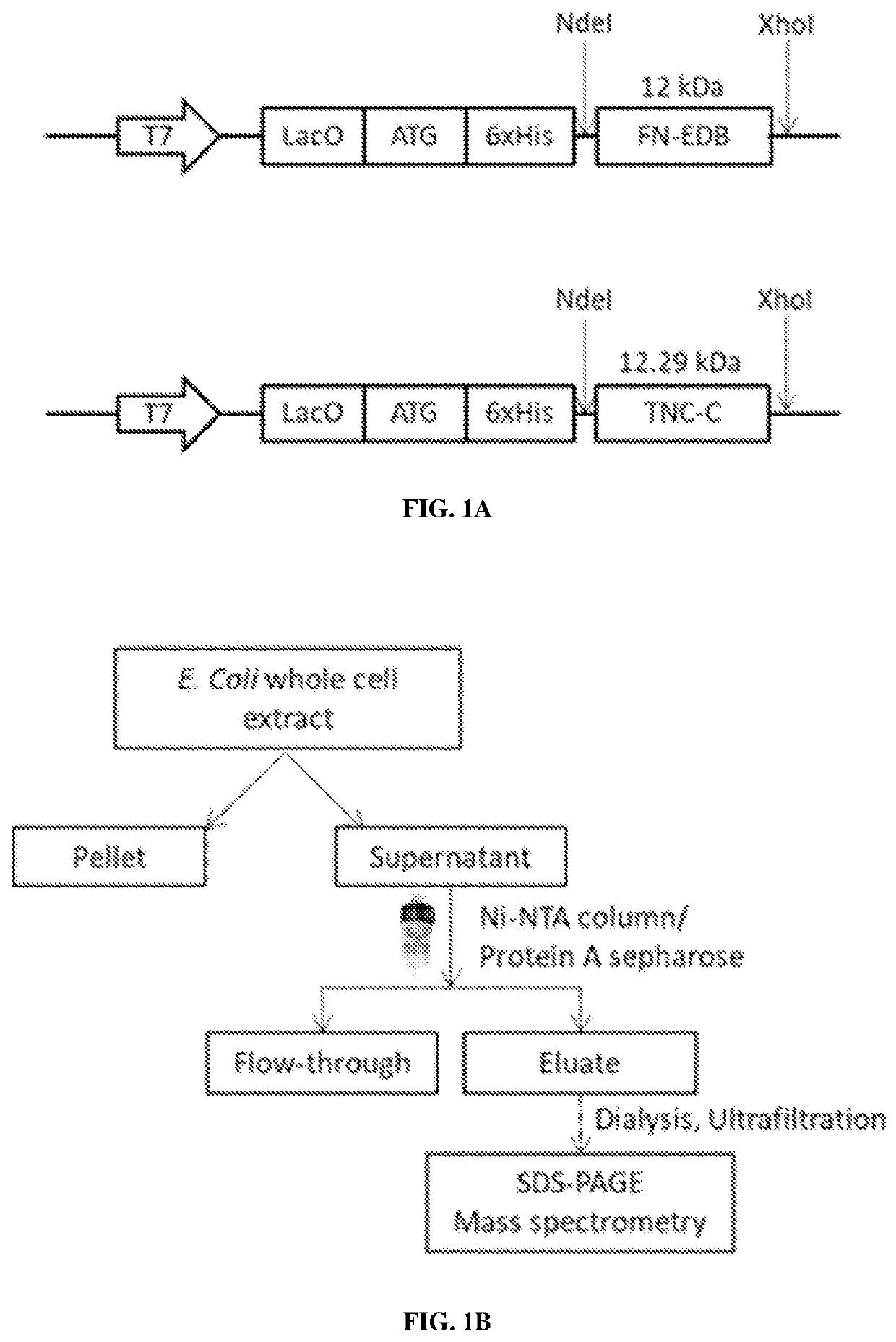 Bi-specific extracellular matrix binding peptides and methods of use thereof