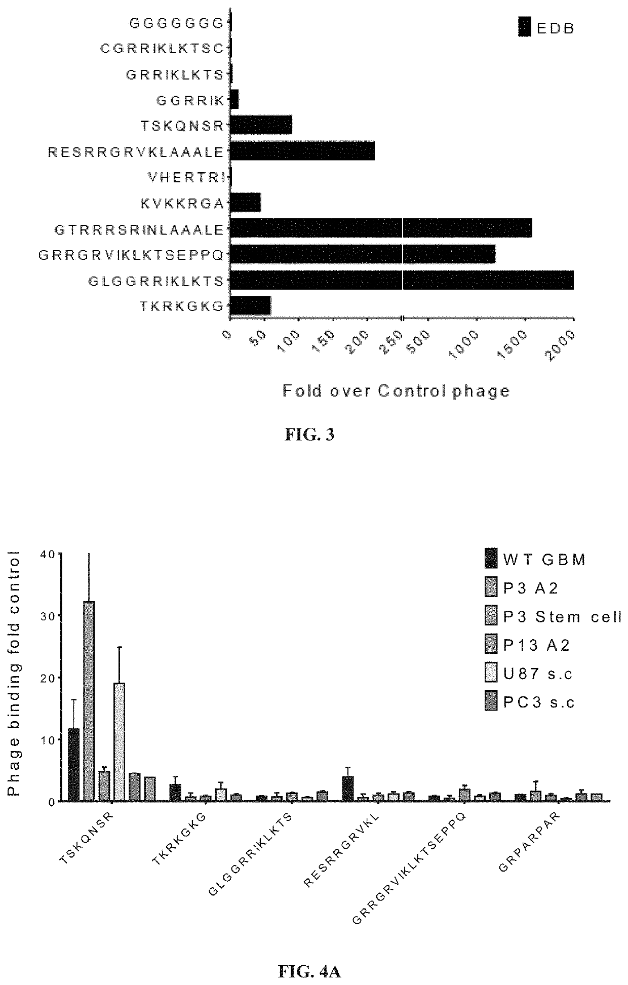 Bi-specific extracellular matrix binding peptides and methods of use thereof