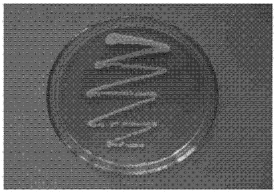 Bidirectional burkholderia as well as culture method and application thereof