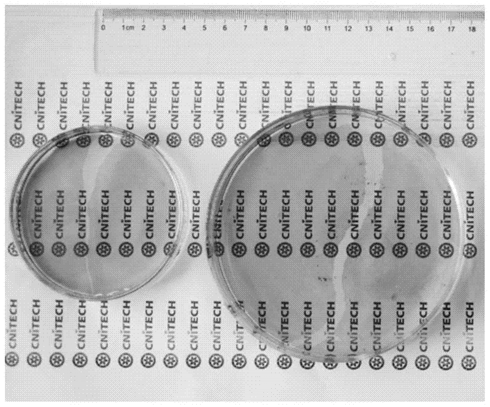 Self-supporting ultra-thin transparent conductive carbon nanotube film and its preparation method and application