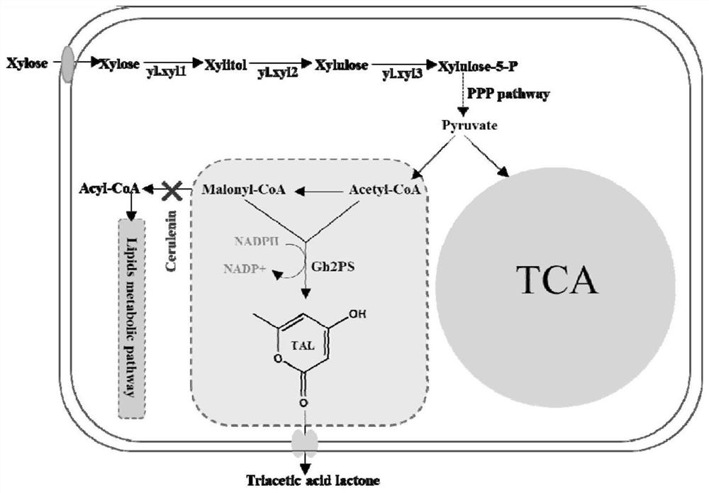 Yarrowia lipolytica engineering bacterium for producing triacetate lactone by using xylose and application of yarrowia lipolytica engineering bacterium