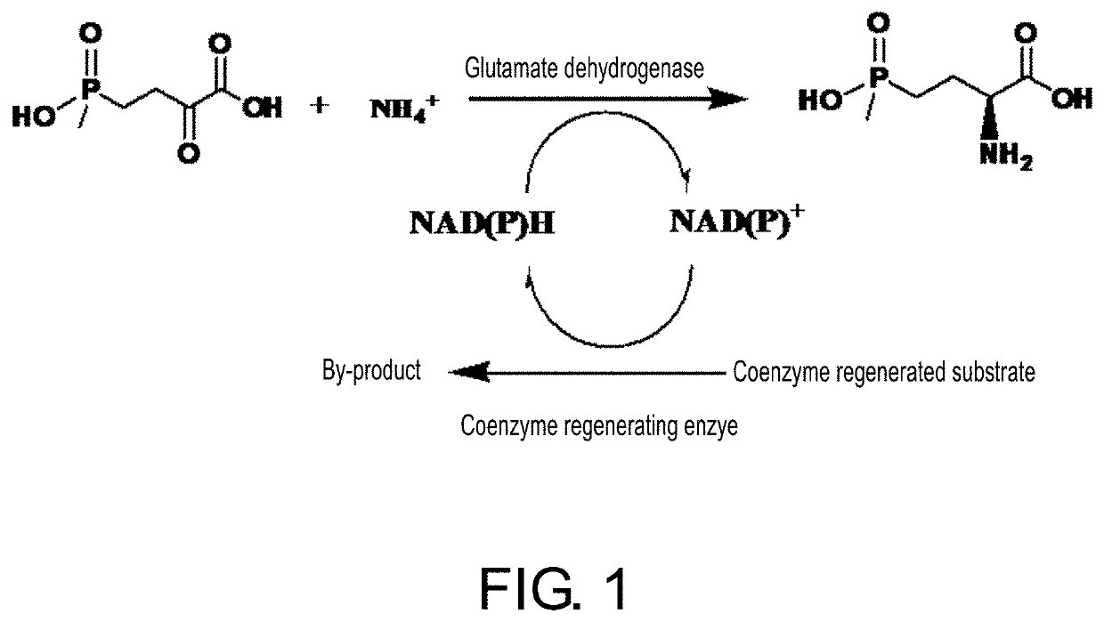 Glutamate dehydrogenase mutants and their application in preparation of l-phosphinothricin