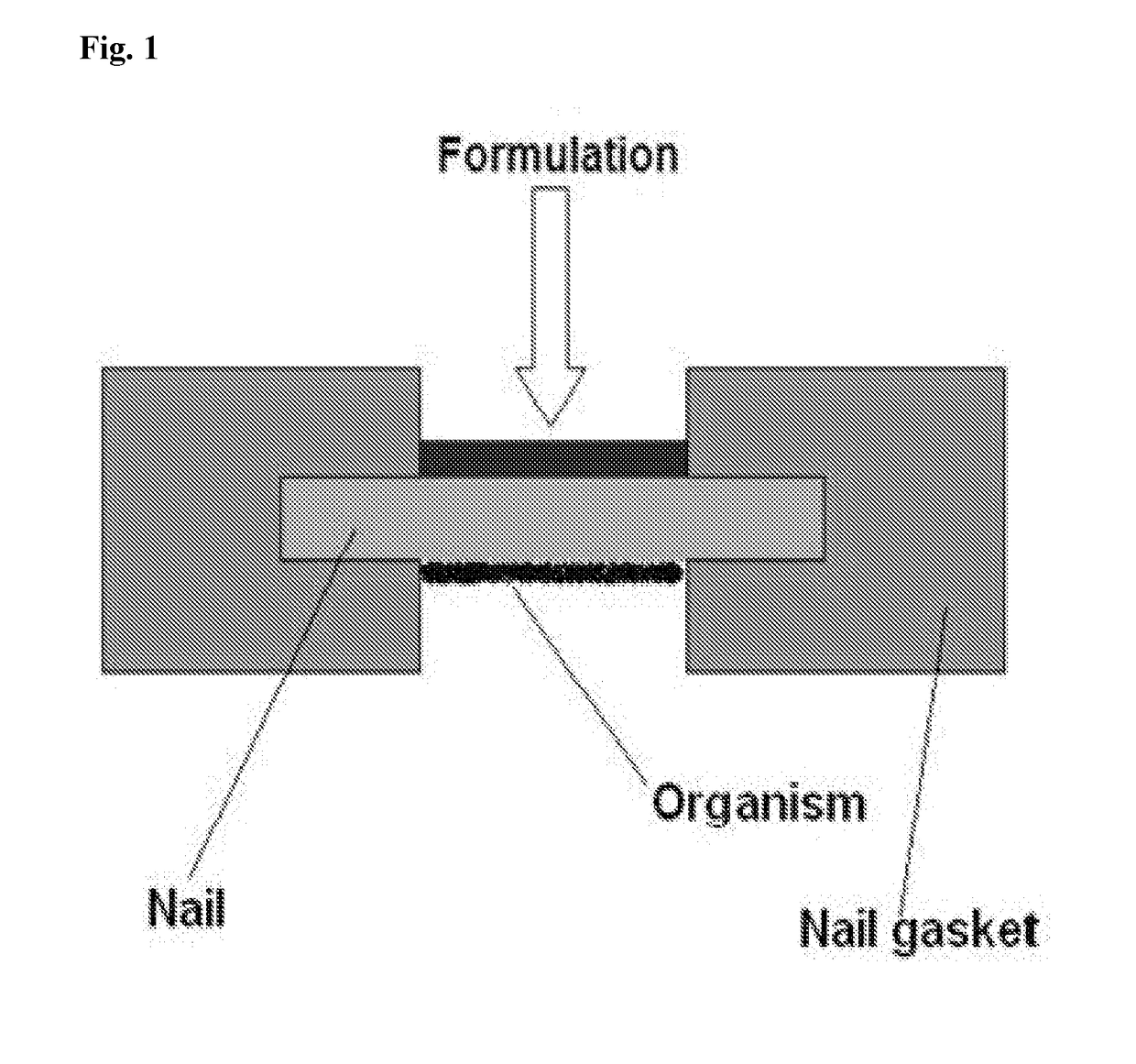 Nitric oxide releasing nail coating compositions, nitric oxide releasing nail coatings, and methods of using the same