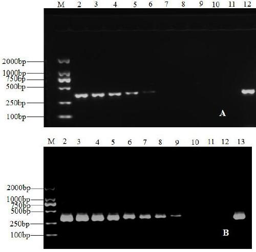 A kind of molecular detection primer and rapid detection method of corn leaf spot fungus