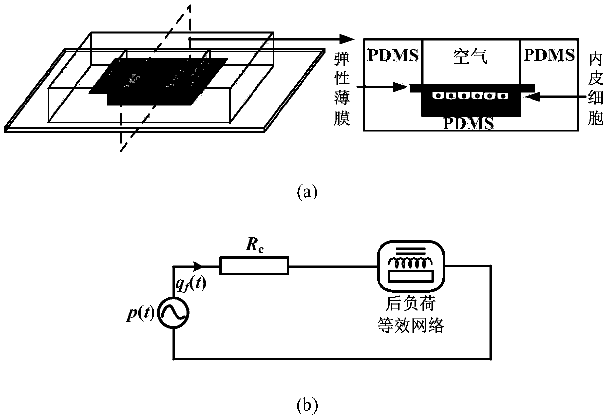 Micro-fluidic chip-level extracorporeal circulation system for vascular endothelial cell mechanics and biology research