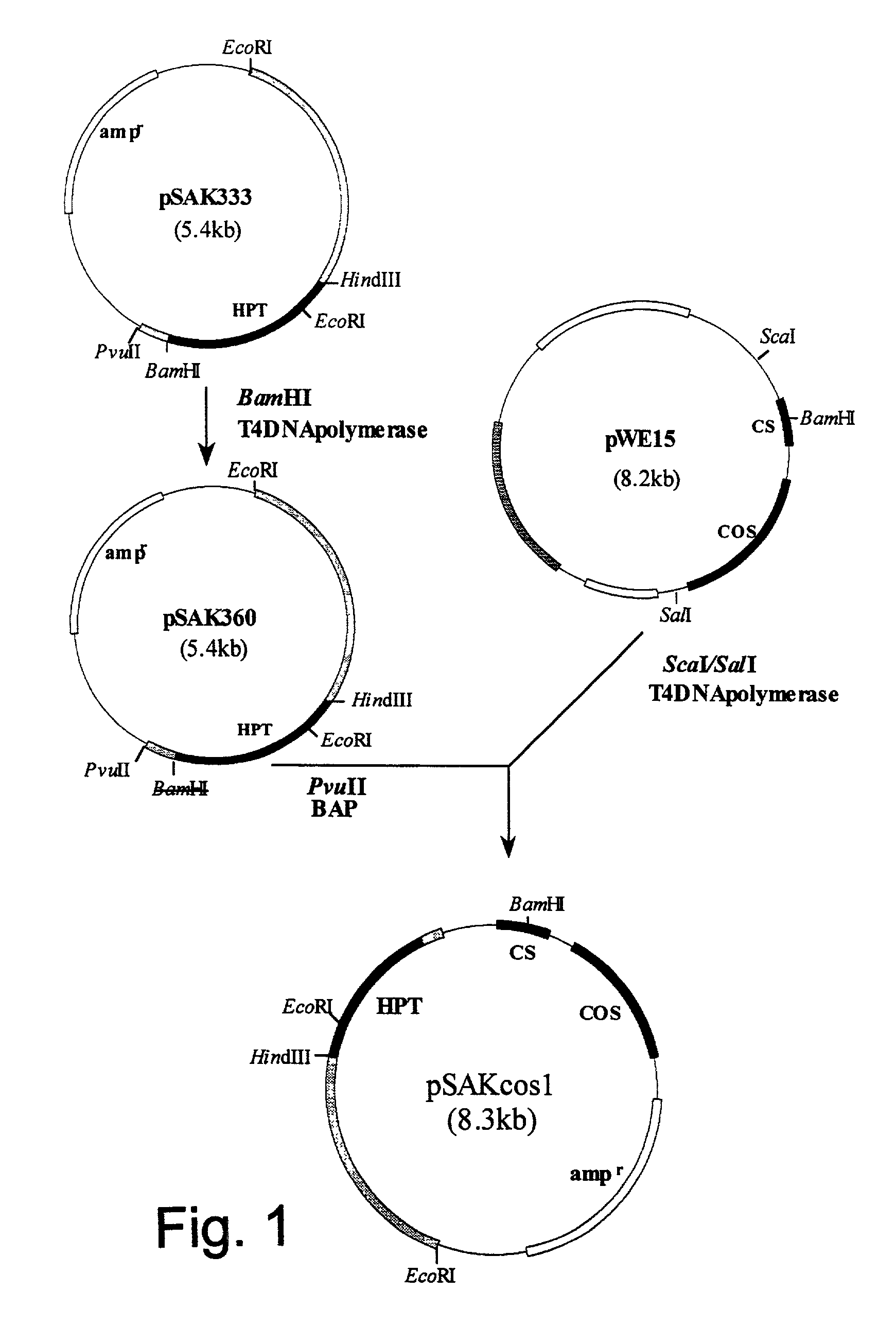 Genes from a gene cluster