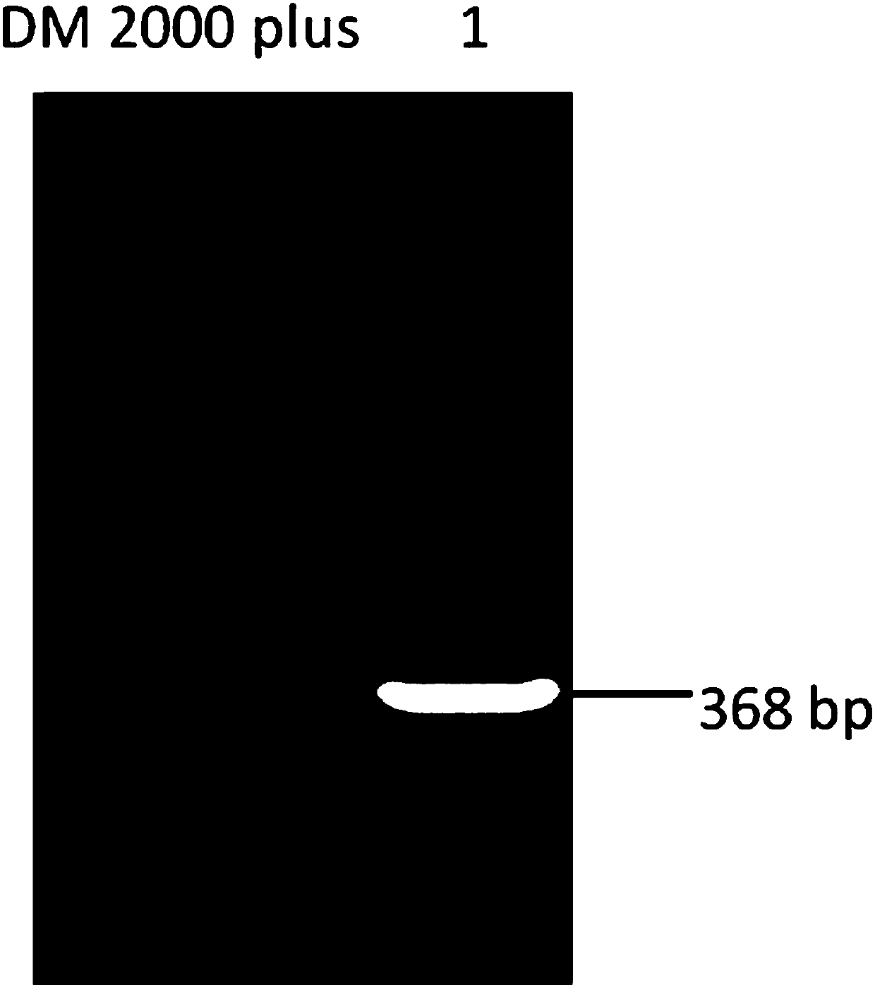 Construction method and application of expression T vector of Bacillus thuringiensis Vip gene