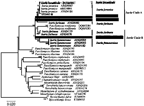 Application of Isaria javanica in control of coccoiol