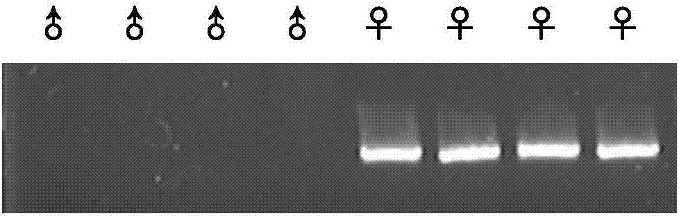 Method for inserting exogenous genes into W chromosomes of bombyx mori in fixed-point mode