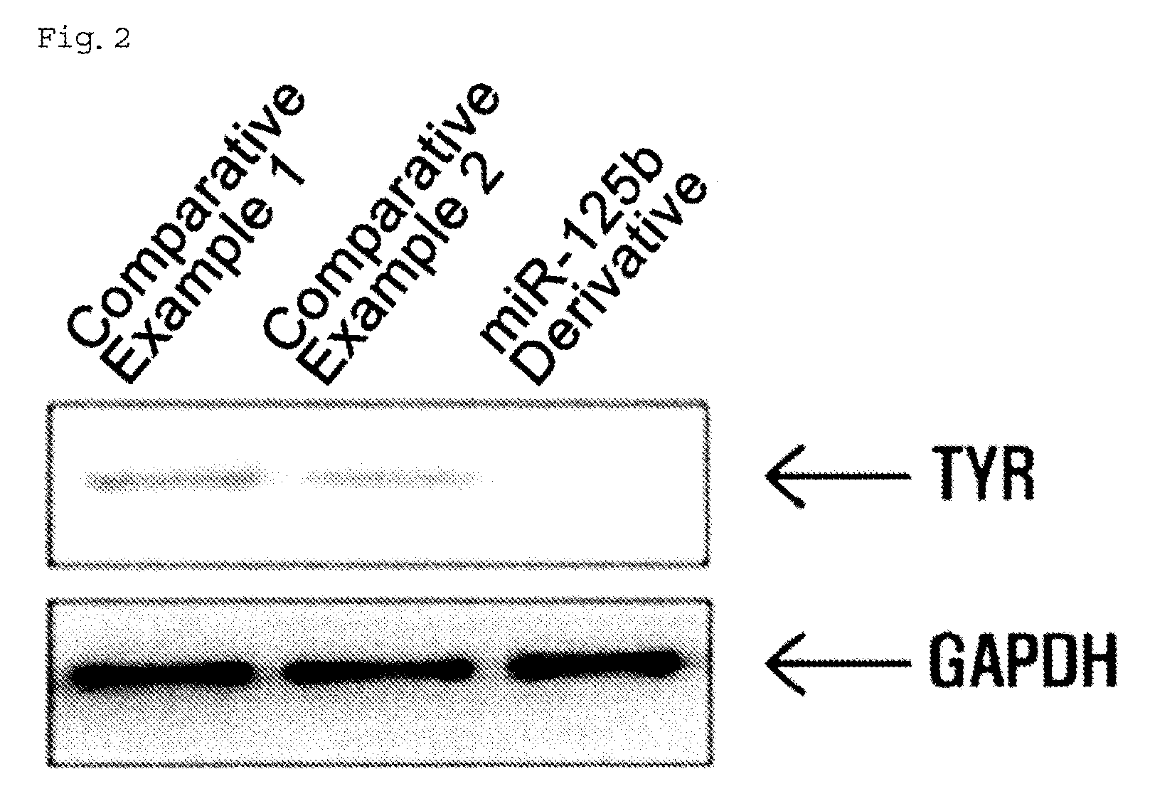 Composition for controlling chromogenesis including microRNA