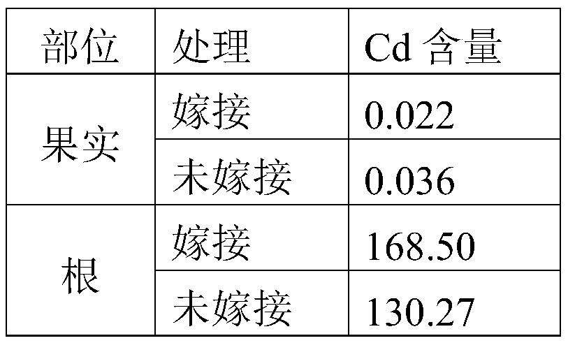 Method for reducing Cd content of watermelon fruit and soil Cd pollution simultaneously