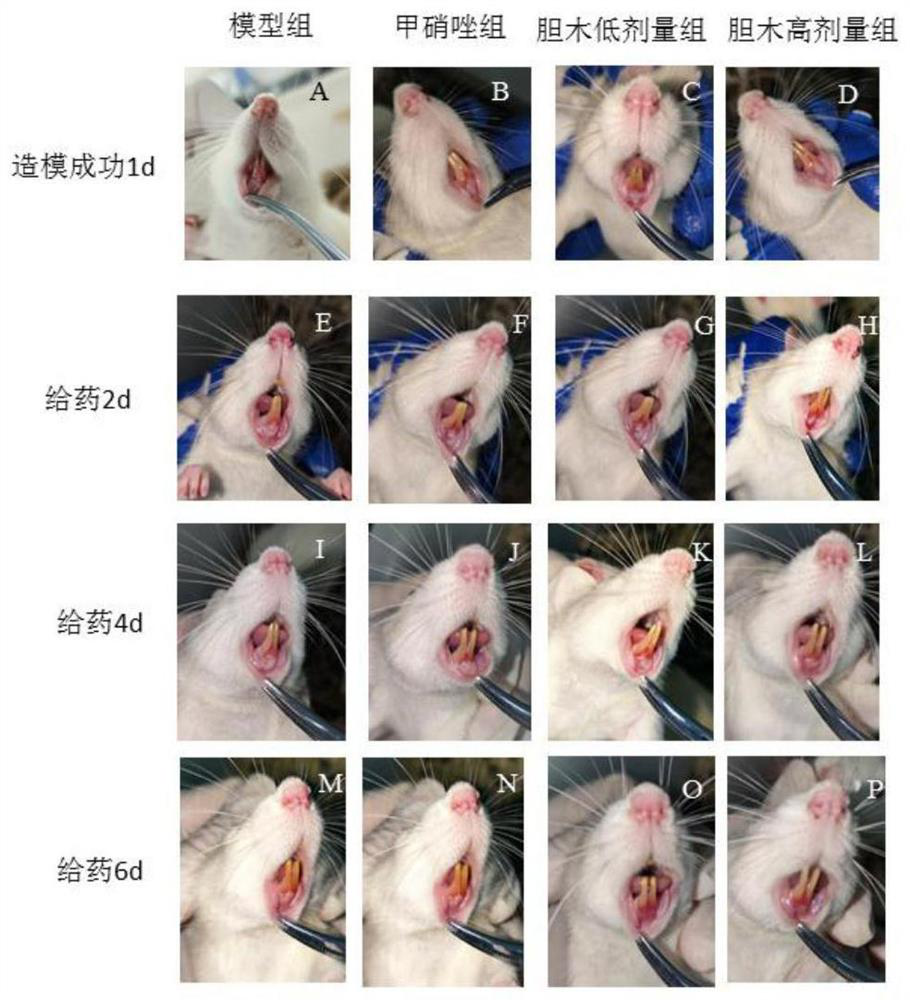 Application of nauclea officinalis extract in preparation of medicine for preventing and treating oral ulcer diseases