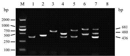 Multiplex PCR detection primer and method for important viruses causing egg-laying abnormality