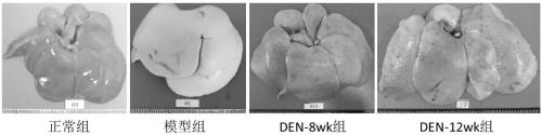 Method for constructing rat model of non-diabetes-based severe non-alcoholic chronic steatohepatitis