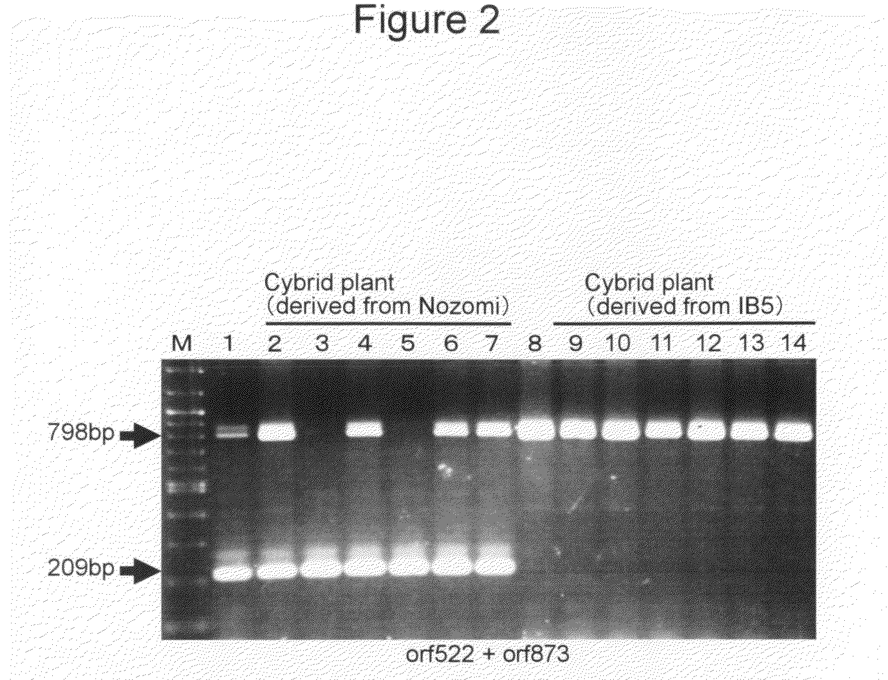 Cybrid plant of the genus Lactuca and method for producing the same