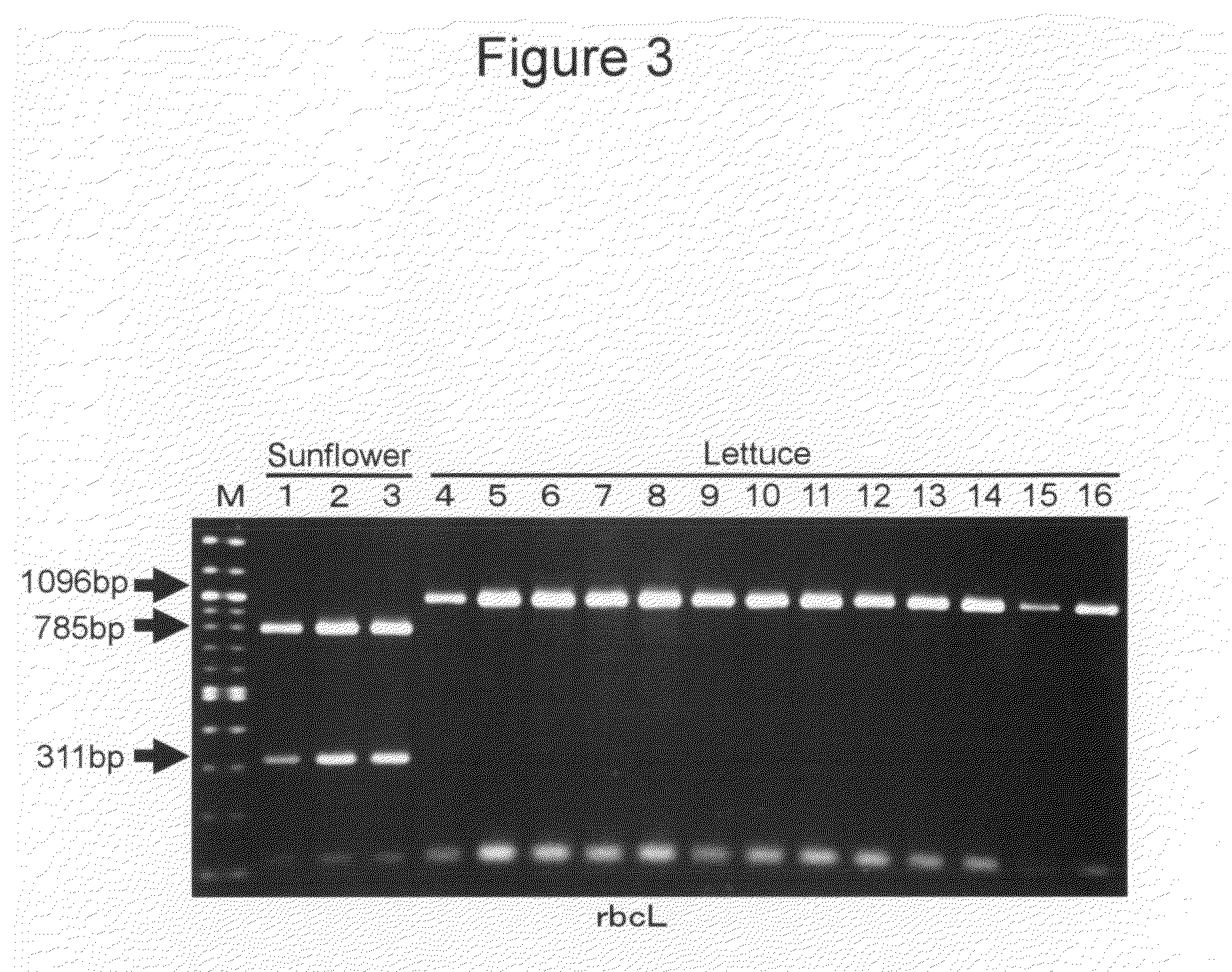 Cybrid plant of the genus Lactuca and method for producing the same