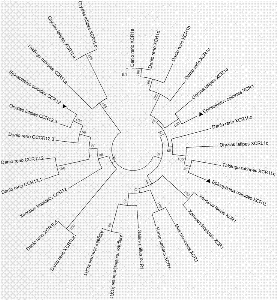 Gene clone and prokaryotic expression and purification method of saddletail grouper CCR12