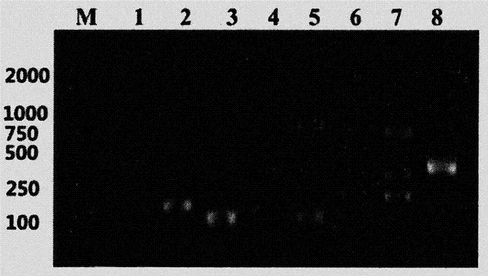 Gene clone and prokaryotic expression and purification method of saddletail grouper CCR12