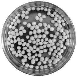 Heavy metals-tolerant bacterial agent, preparation method thereof and application of heavy metals-tolerant bacterial agent in wastewater treatment