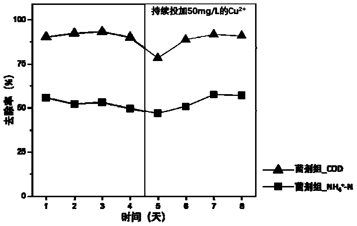 Heavy metals-tolerant bacterial agent, preparation method thereof and application of heavy metals-tolerant bacterial agent in wastewater treatment