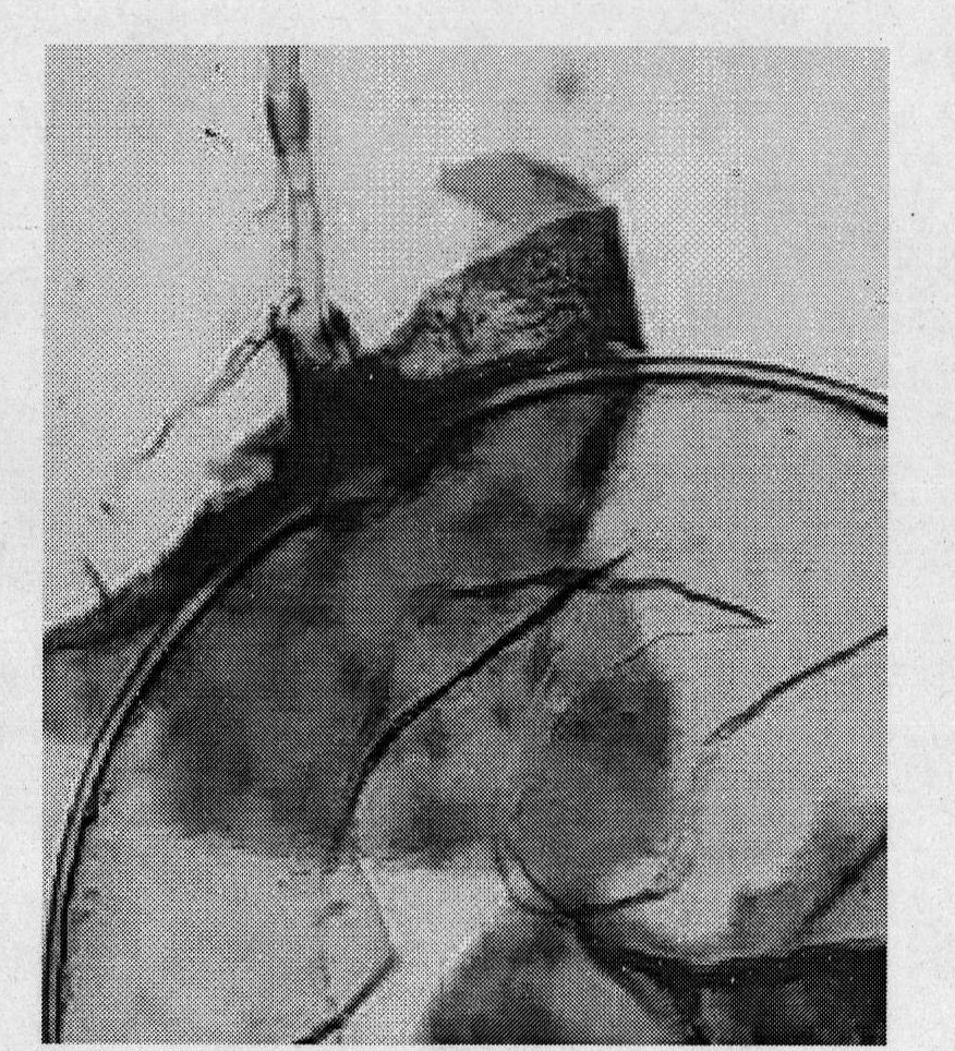 Arbuscular mycorrhizal fungus for repairing atrazine-contaminated soil