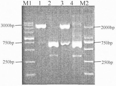 Preparation method of soluble recombinant proteins