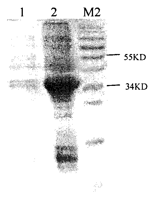 Preparation method of soluble recombinant proteins