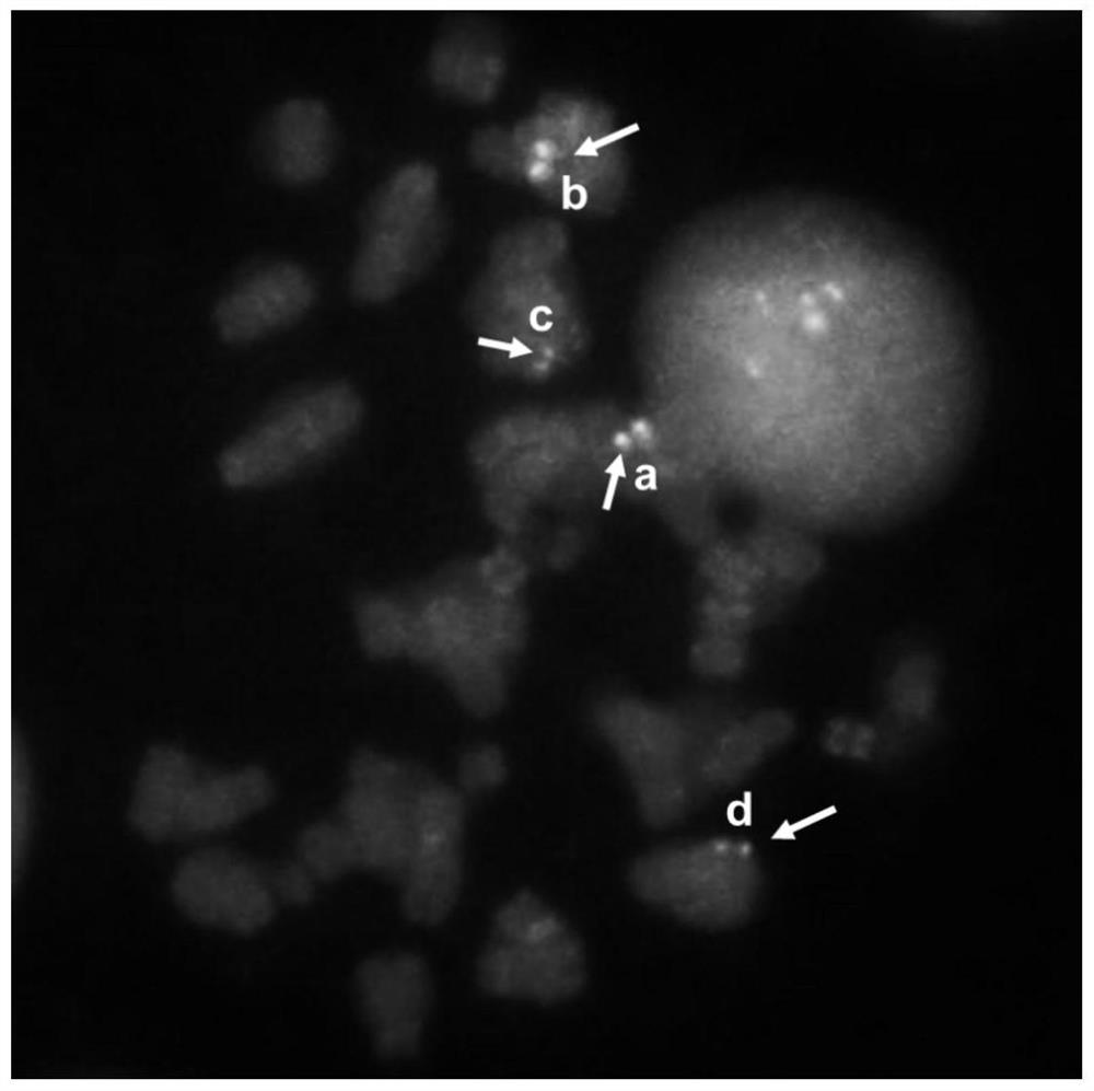 Fluorescence in-situ hybridization probe group for detecting BCR/ABL gene and application of fluorescence in-situ hybridization probe group