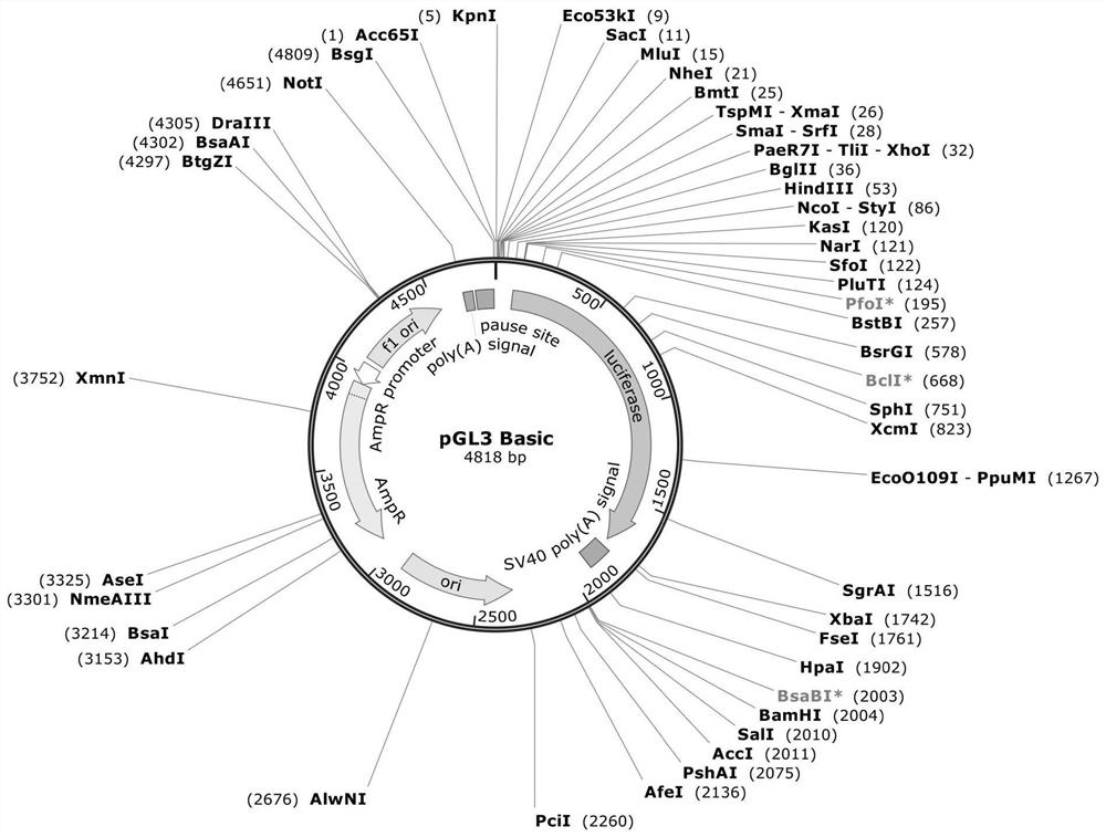 Preparation method and application of 3*FLAG tag fusion expression vector