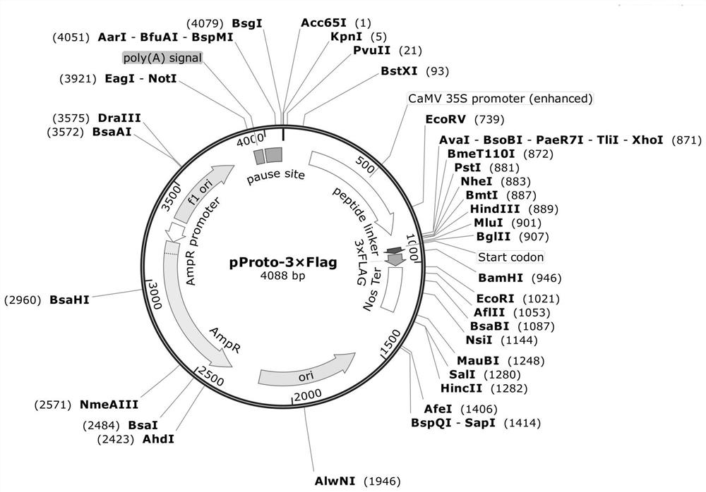 Preparation method and application of 3*FLAG tag fusion expression vector