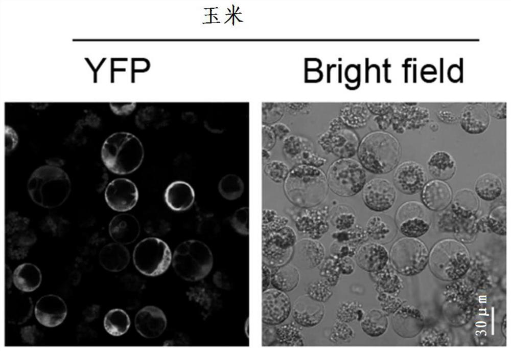 Preparation method and application of 3*FLAG tag fusion expression vector